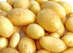 pommes de terre nouvelles 1